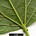 SpeciesSub: var. calvescens